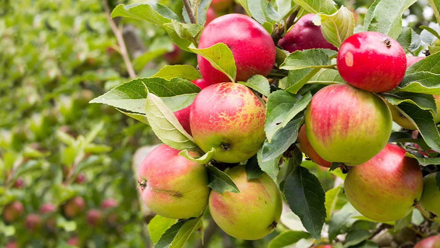 image Strongbow Us Cider Making Page Article Image 2